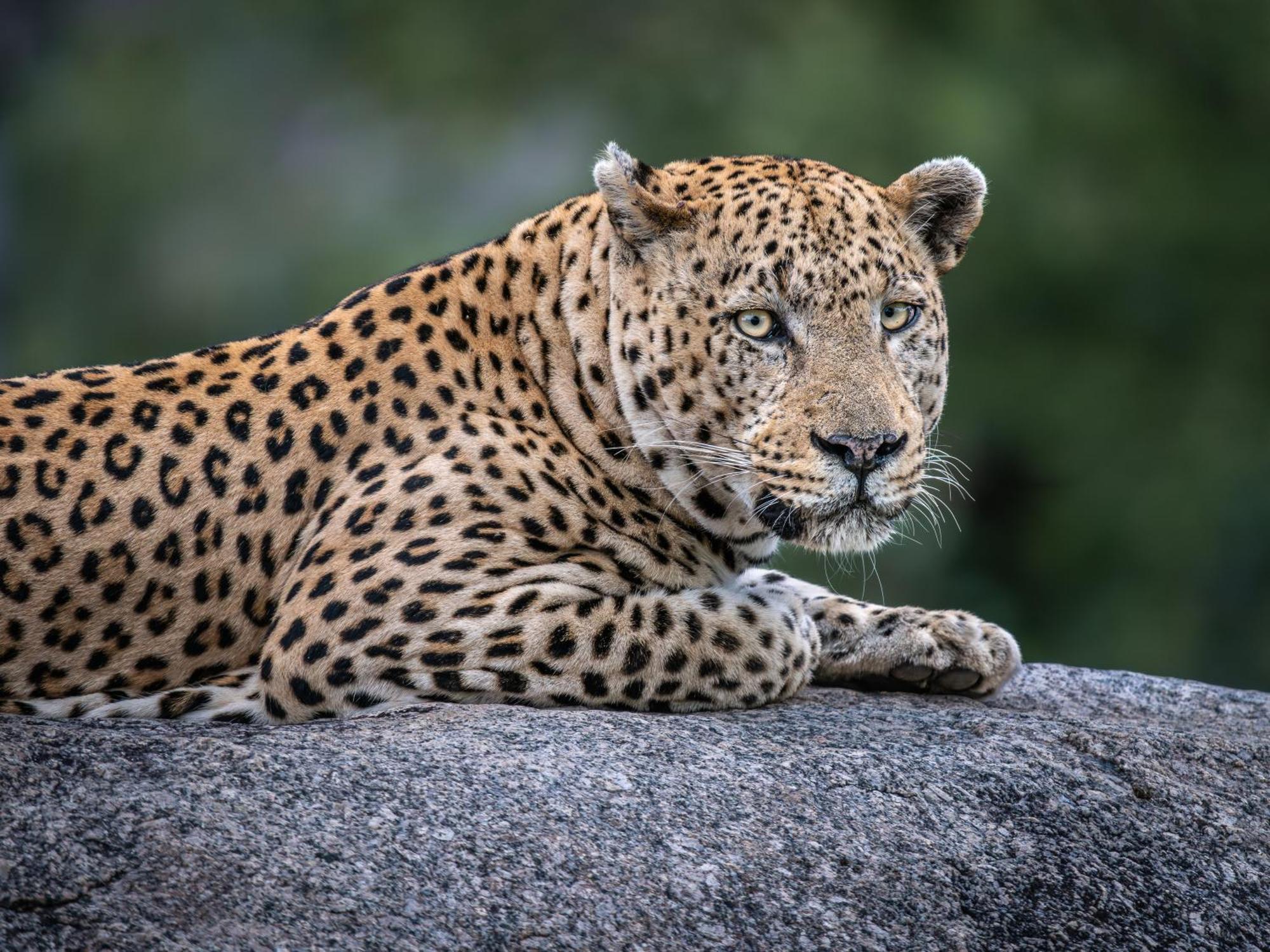 Nyati Safari Lodge フッドスプルイト エクステリア 写真