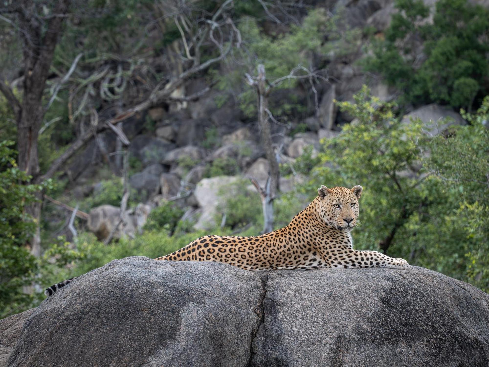 Nyati Safari Lodge フッドスプルイト エクステリア 写真