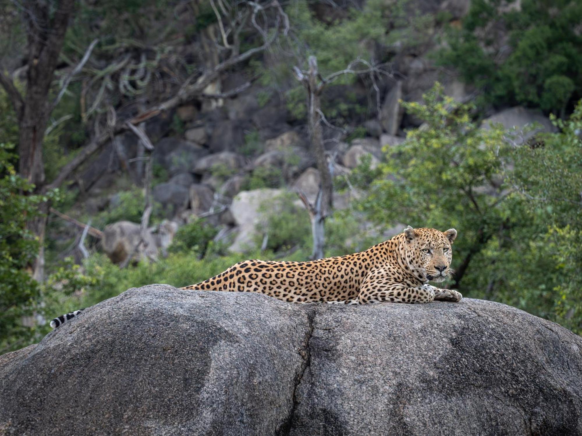 Nyati Safari Lodge フッドスプルイト エクステリア 写真