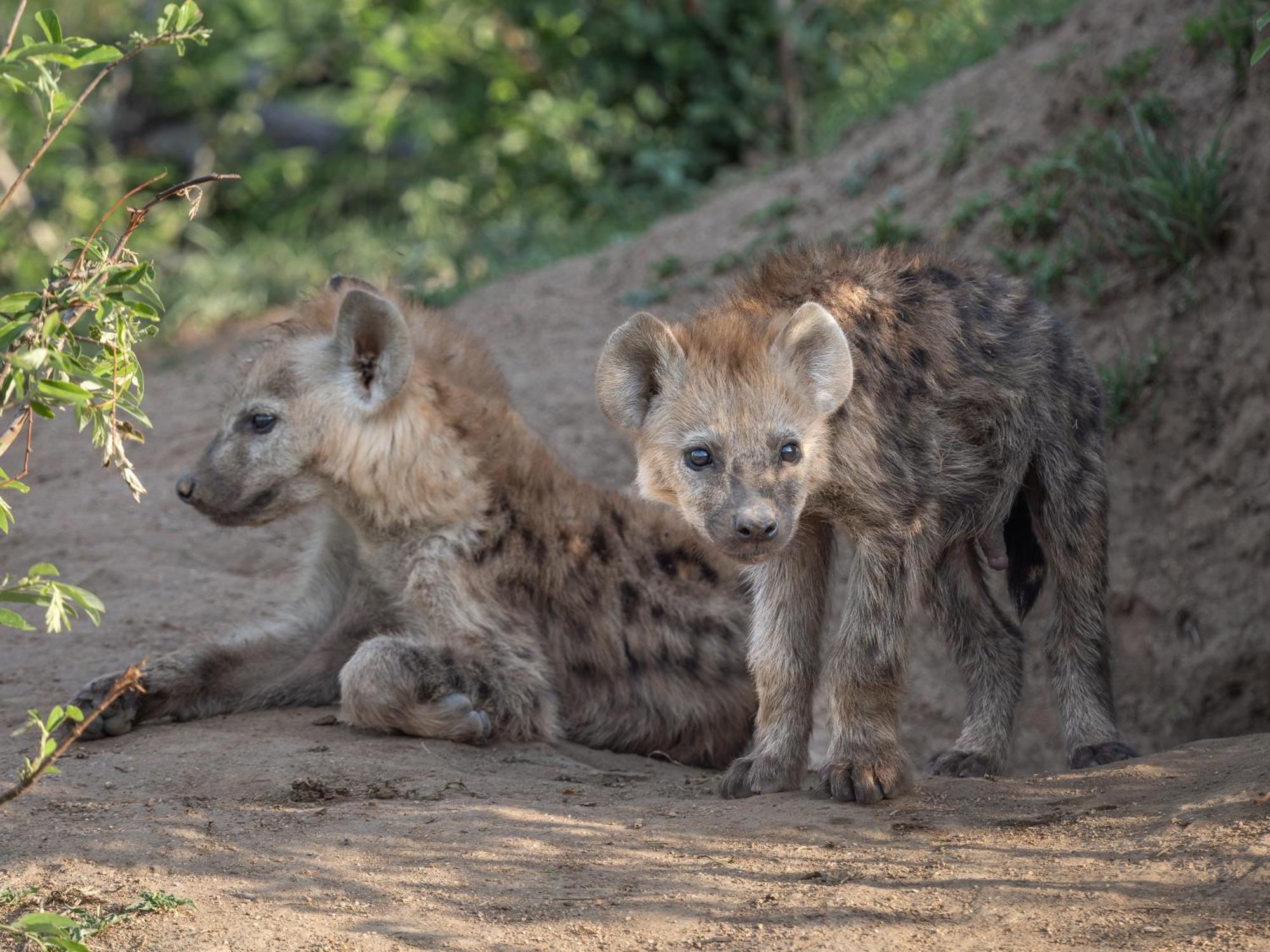 Nyati Safari Lodge フッドスプルイト エクステリア 写真